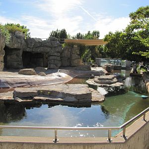 Denver Zoo 2010 - Mixed Pinniped Pool