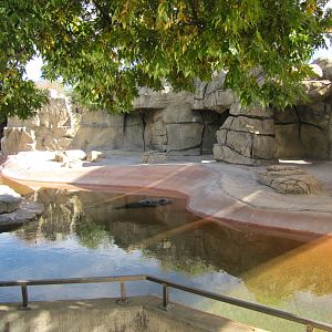 Denver Zoo 2010 - Common Seal