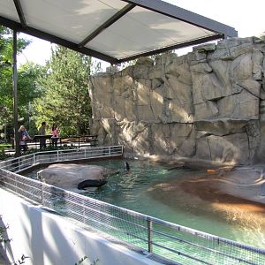 Denver Zoo 2010 - Pool for Pinniped pups