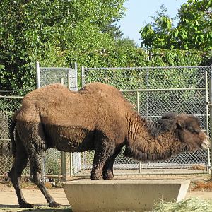 Denver Zoo 2010 - Bactrian Camel