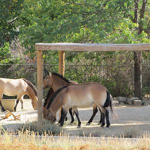 Denver Zoo 2010 - Przewalskis Horses