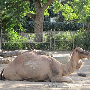 Denver Zoo 2010 - Arabian Camel