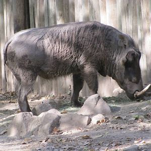 Denver Zoo 2010 - Warthog