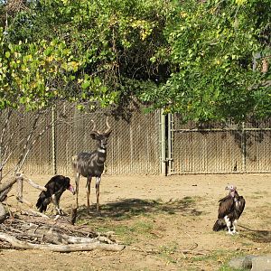 Denver Zoo 2010 - Lesser Kude and Lapped-faced Vulture