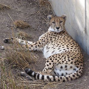 Denver Zoo 2010 - Cheetah