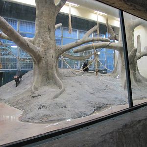 Denver Zoo 2010 - Indoor exhibit in Primate Panorama