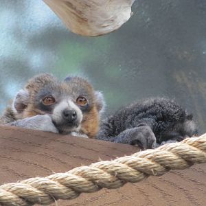 Denver Zoo 2010 - Mongoose Lemur in Primate Panorama