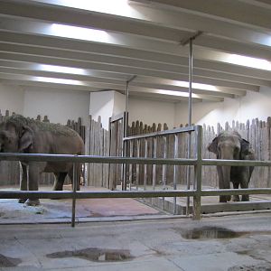 Denver Zoo 2010 - Asiatic Elephant indoor stalls in Pachyderm Habitat