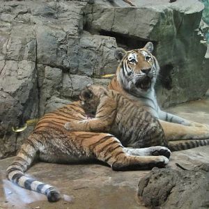 Denver Zoo 2010 - Amur Tiger with cub