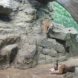 Denver Zoo 2010 - Amur Tiger cubs