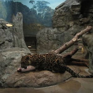 Denver Zoo 2010 - Amur Leopard indoor exhibit