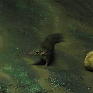 Denver Zoo 2010 - Tree Shrew