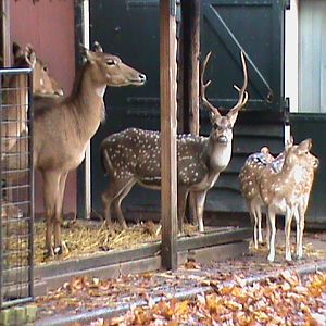 Nilgai and Chital 061110
