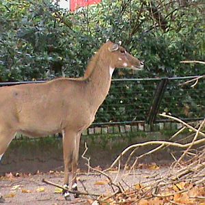 Nilgai 061110