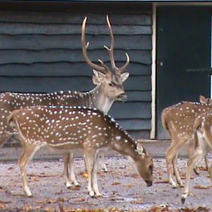 Chital 061110