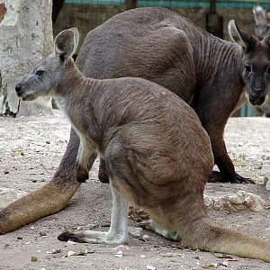 Macropus robustus / Common wallaroo
