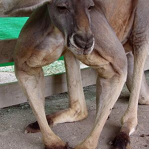 Macropus rufus / Red kangaroo (male)