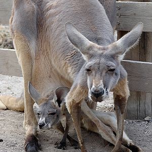 Macropus rufus / Red kangaroo (female with young)
