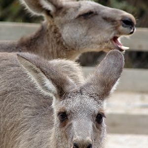 Macropus giganteus  / Eastern grey kangaroo