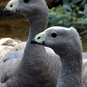 Cereopsis novaehollandiae / Cape Barren Goose (pair)