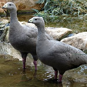 Cereopsis novaehollandiae / Cape Barren Goose (pair)