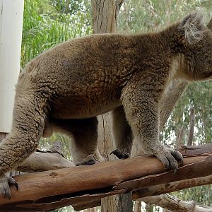Phascolarctos cinereus victor / Victoria koala (male)