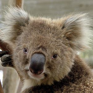 Phascolarctos cinereus victor / Victoria koala (male)