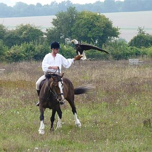 Cheyenne the Bald Eagle and Falconer