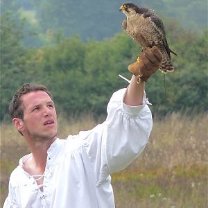 Peregrine Falcon and Falconer