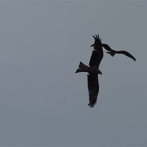Black Kites