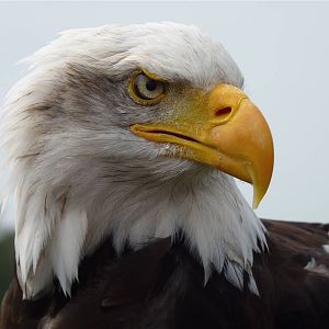 Cheyenne the Bald Eagle