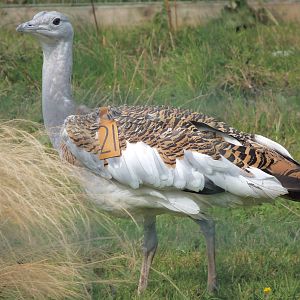 Great Bustard