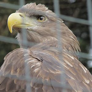 White-Tailed Eagle