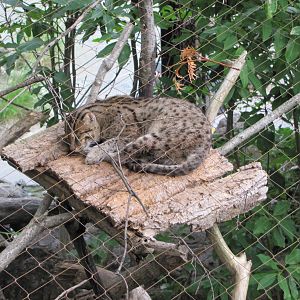 National Zoo 2010 - Fishing Cat in Asia Trail