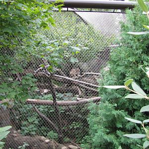 National Zoo 2010 - Clouded Leopard enclosure in Asia Trail