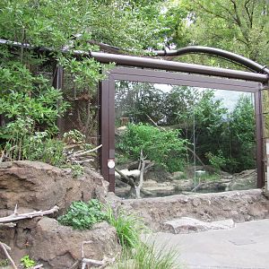 National Zoo 2010 - Fishing Cat exhibit in Asia Trail