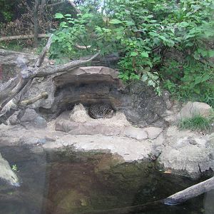 National Zoo 2010 - Inside a Fishing Cat exhibits in Asia Trail