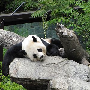 National Zoo 2010 - Giant Panda resting in Fujifilm Giant Panda Habitat