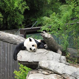 National Zoo 2010 - Giant Panda resting in Fujifilm Giant Panda Habitat