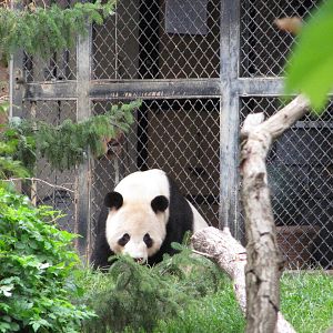 National Zoo 2010 - Giant Panda in Fujifilm Giant Panda Habitat