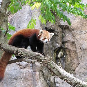 National Zoo 2010 - Red Panda in Asia Trail