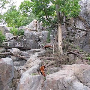 National Zoo 2010 - Outstanding Red Panda exhibit in Asia Trail