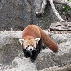 National Zoo 2010 - Red Panda in Asia Trail
