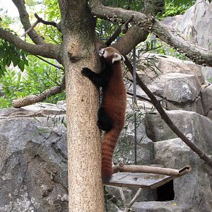 National Zoo 2010 - Red Panda in Asia Trail