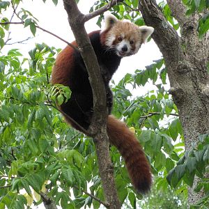 National Zoo 2010 - Red Panda in Asia Trail