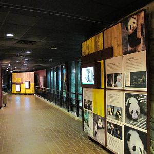 National Zoo 2010 - Inside the Fujifilm Giant Panda Habitat