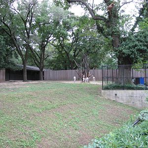 National Zoo 2010 - Exhibit for Dama Gazelle and Scimitar-Horned Oryx