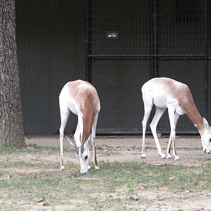 National Zoo 2010 - Dama Gazelle