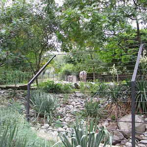 National Zoo 2010 - Front of Grevys Zebra enclosure