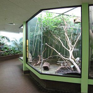 National Zoo 2010 - Inside the Small Mammal House
